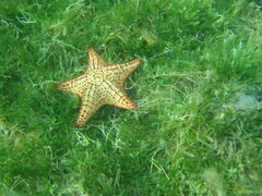 Oreaster reticulatus