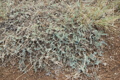 Astragalus rupifragus