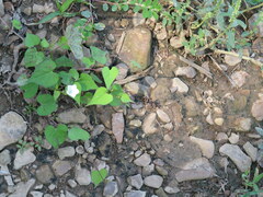 Ipomoea lacunosa