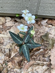 Chimaphila maculata