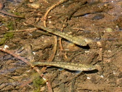 Salmo trutta
