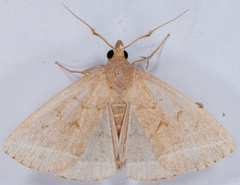 Zanclognatha marcidilinea