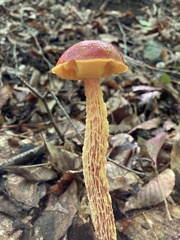 Aureoboletus betula