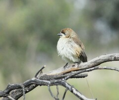 Aphelocephala leucopsis