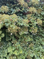 Hydrangea arborescens