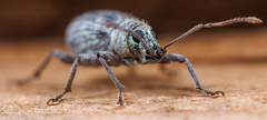 Cyrtepistomus castaneus