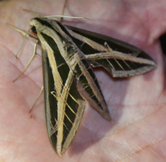Eumorpha fasciatus