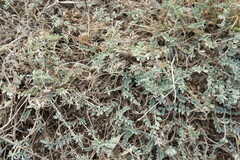 Astragalus rupifragus