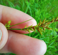Carex elongata