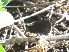Erynnis funeralis