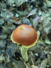 Aureoboletus betula