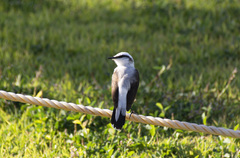 Fluvicola nengeta