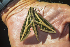 Eumorpha fasciatus
