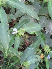 Commelina virginica