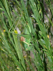 Idiostatus californicus