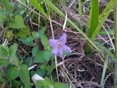 Ruellia caroliniensis