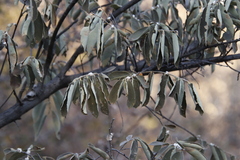 Ceroplastes