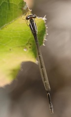 Enallagma durum