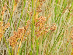 Juncus maritimus