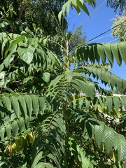 Ailanthus altissima