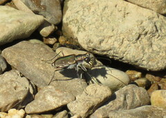 Cicindela repanda