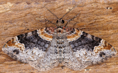 Xanthorhoe ferrugata