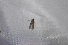 Acrobasis tricolorella