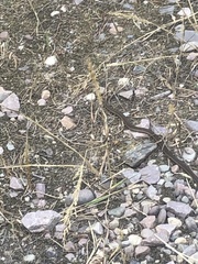 Serpentes