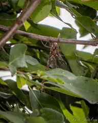 Boyeria vinosa