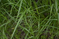 Carex elongata