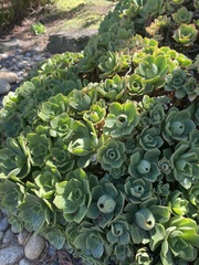 Aeonium haworthii
