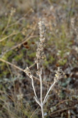 Sideritis taurica