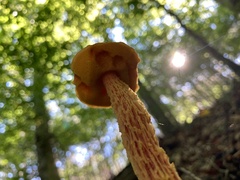 Aureoboletus betula