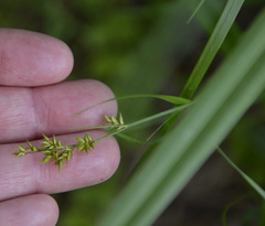 Carex elongata