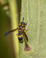 Parancistrocerus