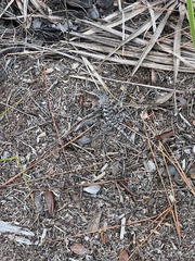 Sceloporus undulatus