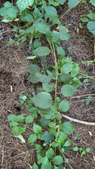 Celastrus orbiculatus