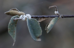Ceroplastes