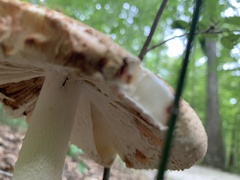 Russula compacta