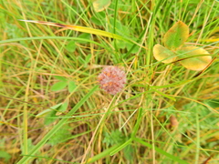 Trifolium fragiferum