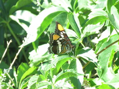 Adelpha eulalia