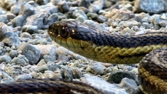Thamnophis ordinoides