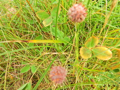 Trifolium fragiferum