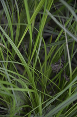 Carex elongata
