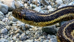 Thamnophis ordinoides