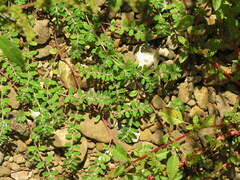 Euphorbia humistrata