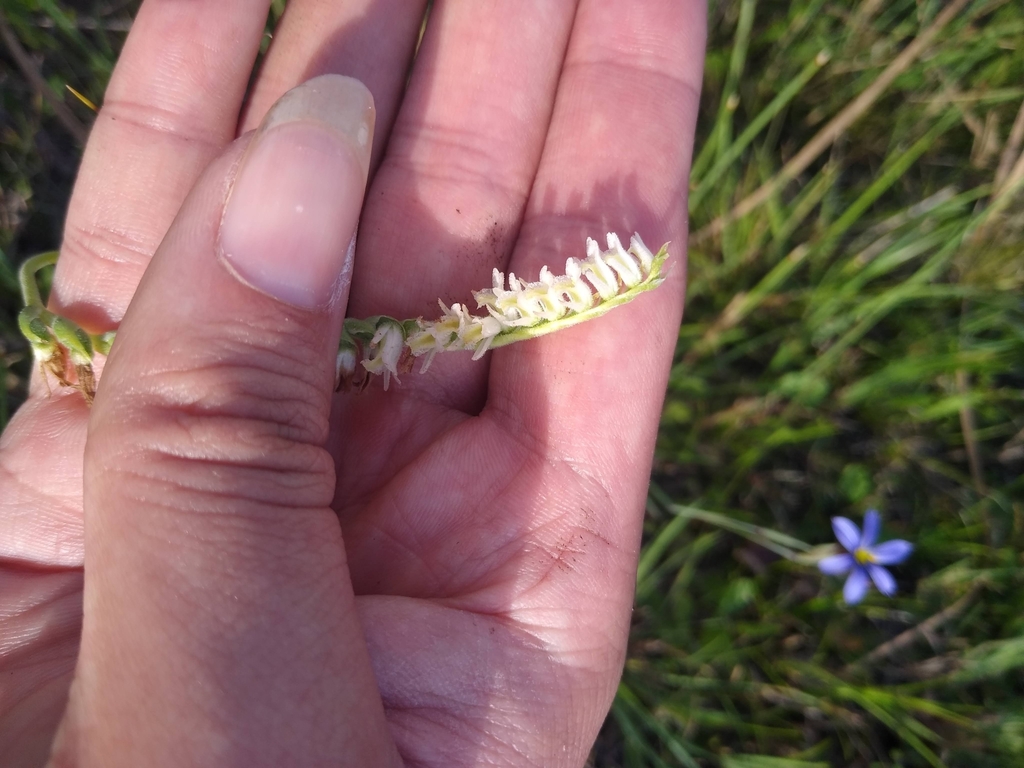 Spring Ladies' Tresses from Location 25.428909, 80.771737 on February