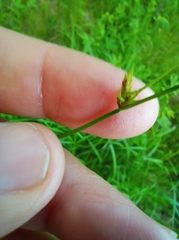 Carex elongata