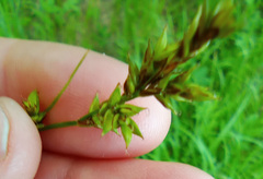 Carex elongata