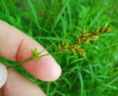 Carex elongata